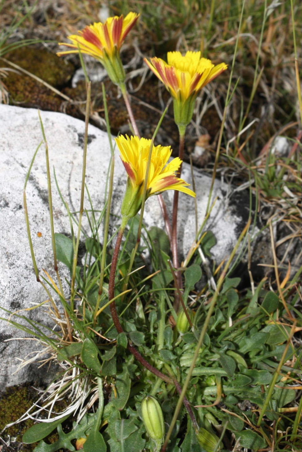 Robertia taraxacoides